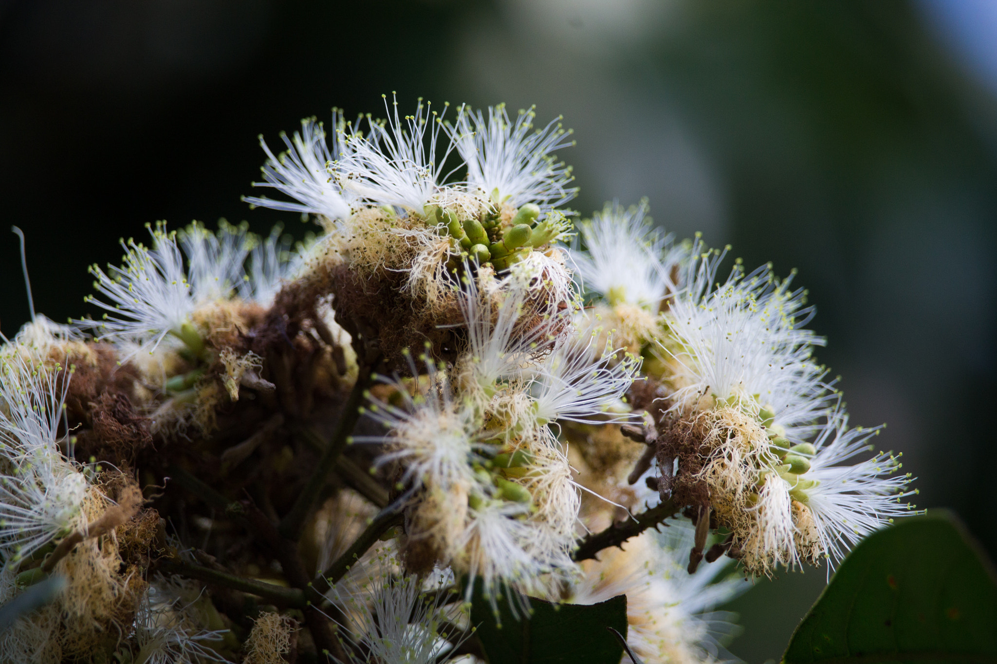 Canon EF-S 55-250mm F4-5.6 IS STM sample photo. Macro..... photography