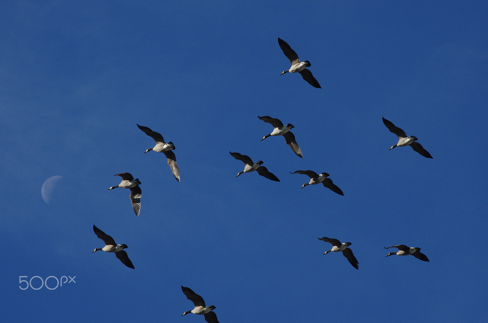 Pentax K-5 IIs sample photo. Geese migration photography