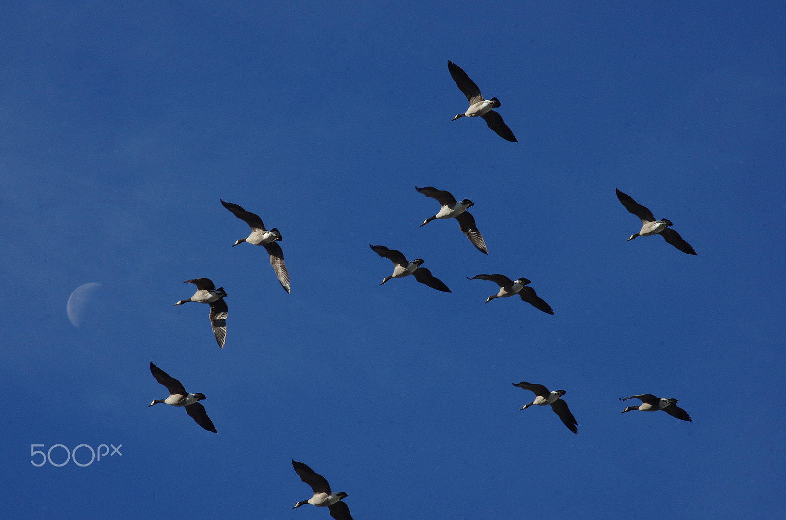 smc PENTAX-DA L 55-300mm F4-5.8 ED sample photo. Geese migration photography