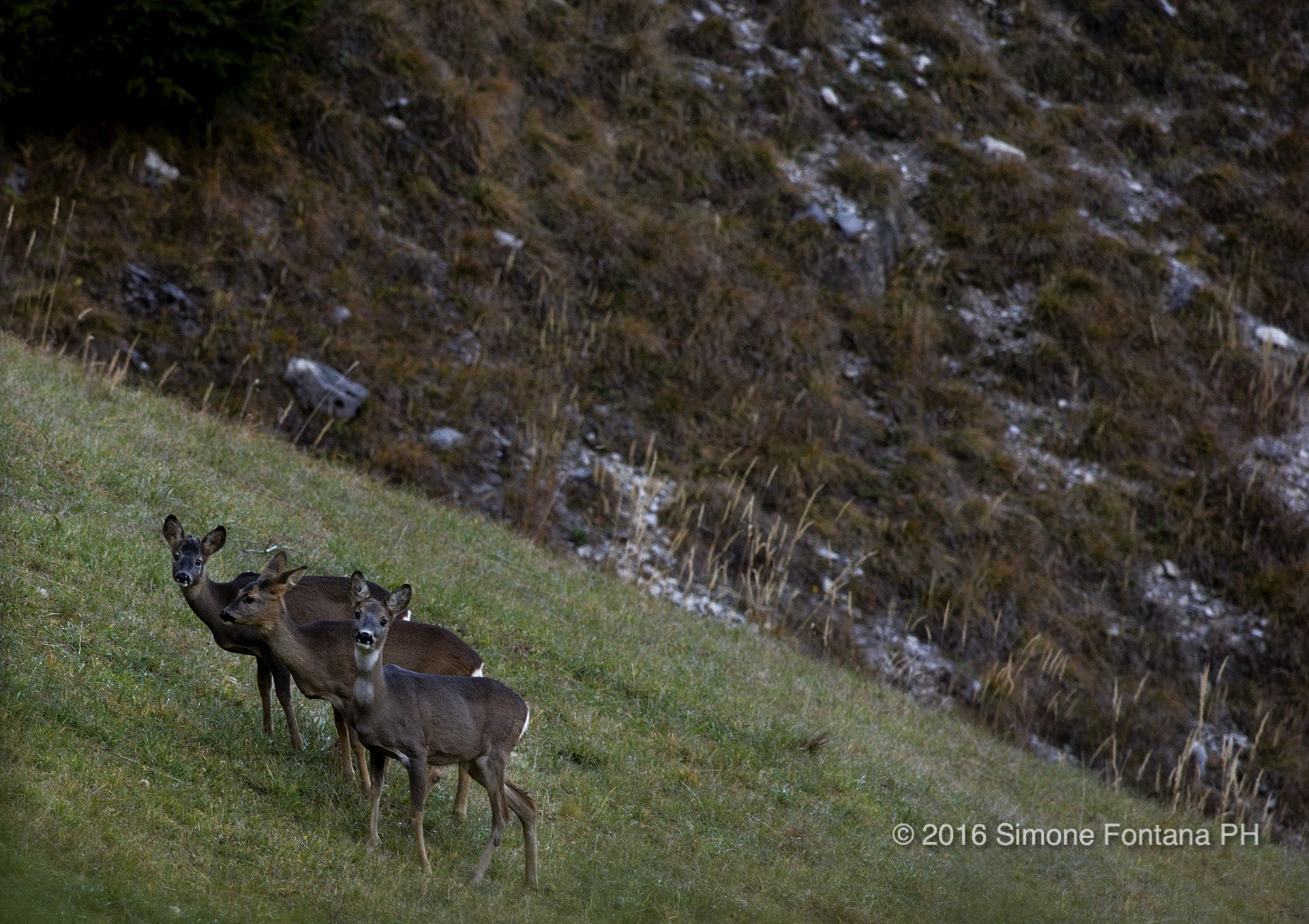 Nikon D700 + Nikon AF-S Nikkor 300mm F4D ED-IF sample photo. Capriolo photography