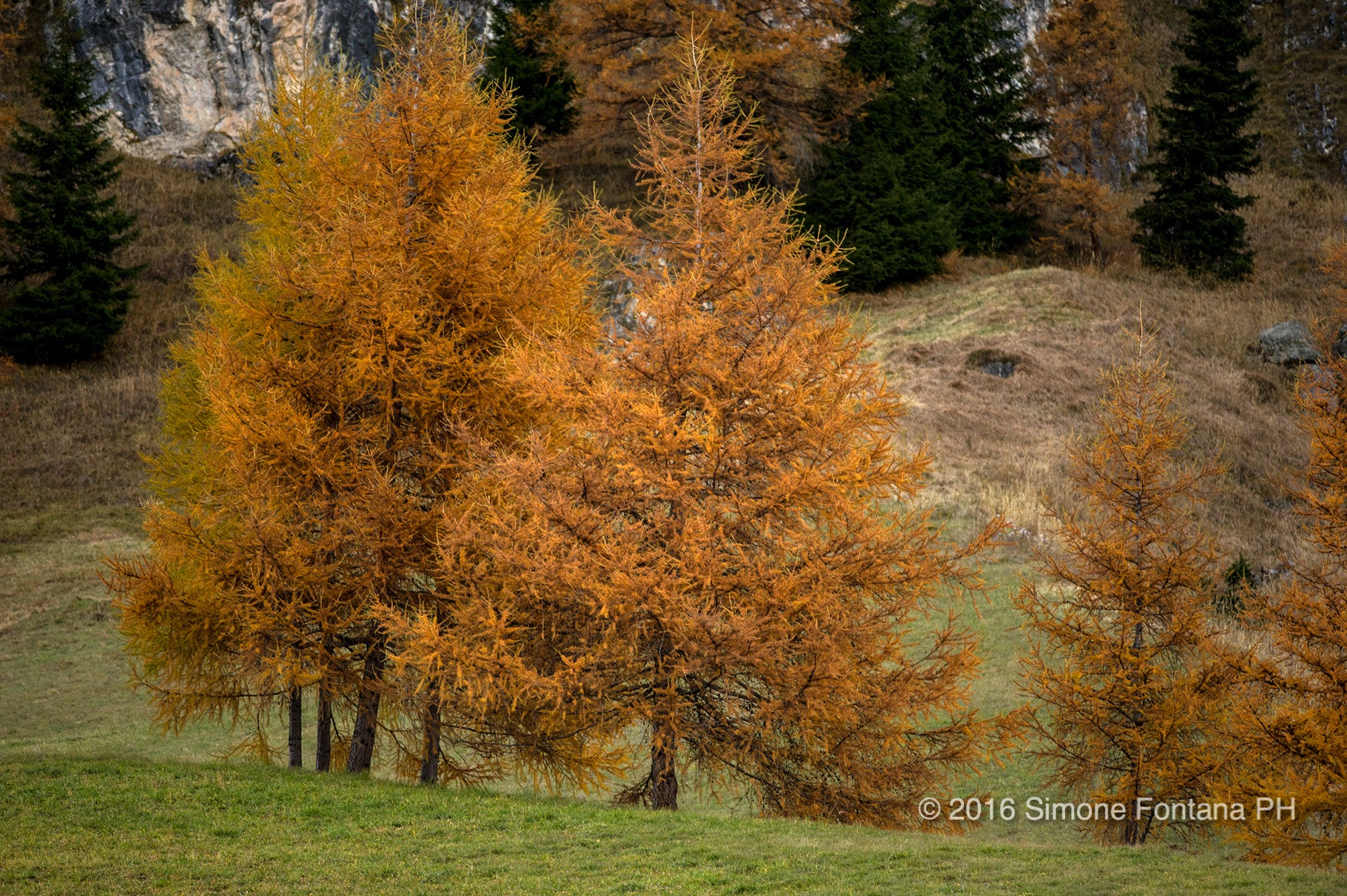 Nikon D700 sample photo. Alberi di fuoco photography