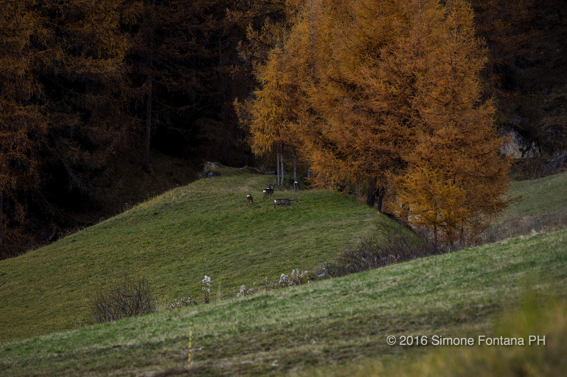 Nikon D700 + Nikon AF-S Nikkor 300mm F4D ED-IF sample photo. Deer photography