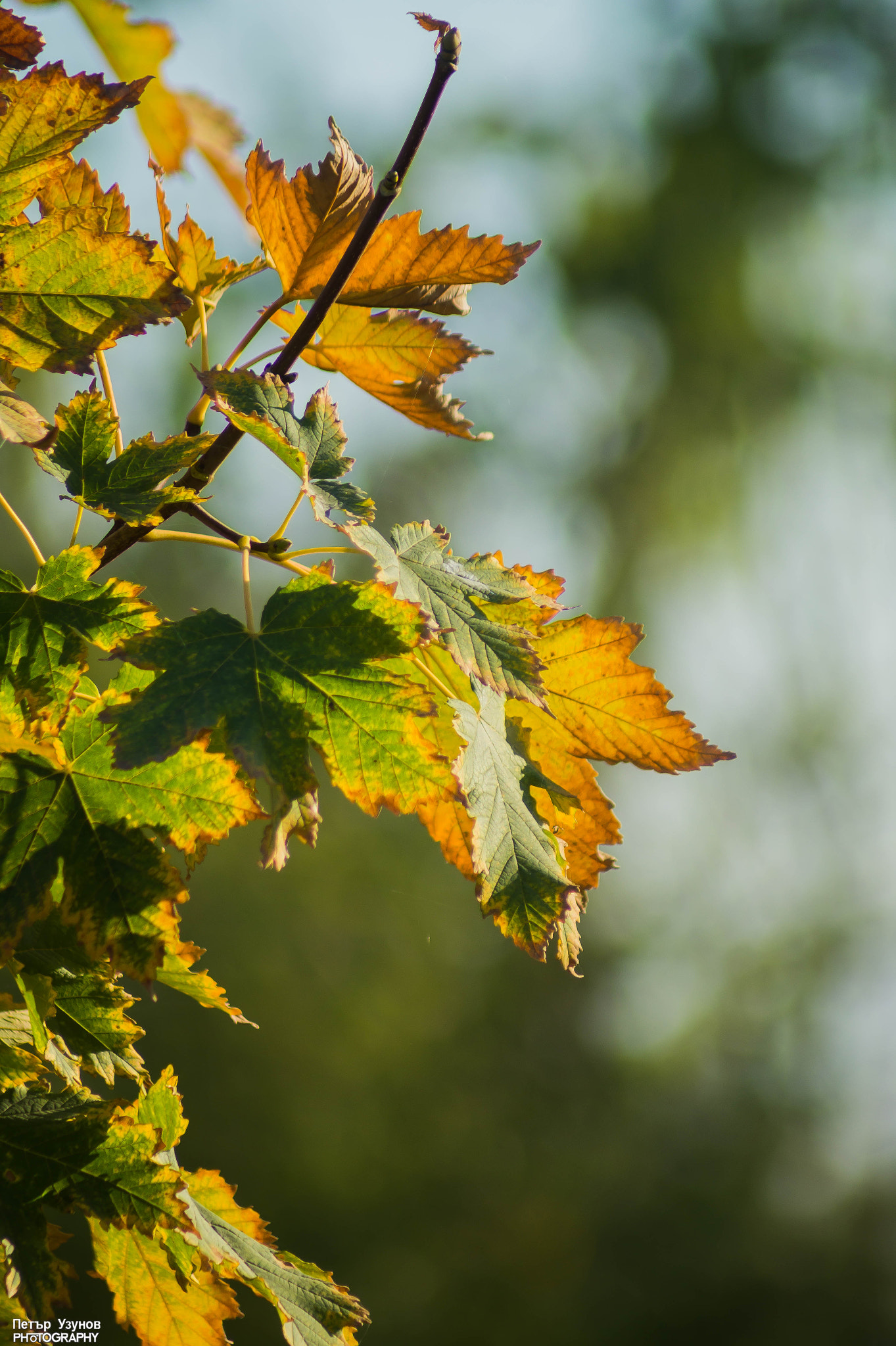 Sony 75-300mm F4.5-5.6 sample photo. Autumn photography