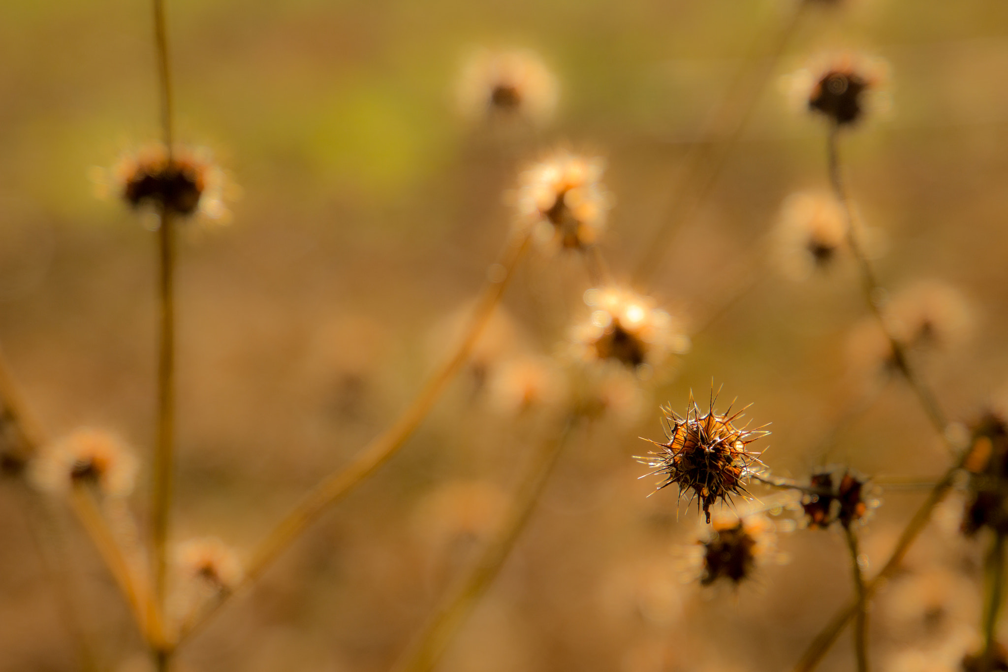Canon EF 24-105mm F3.5-5.6 IS STM sample photo. Ciulini photography