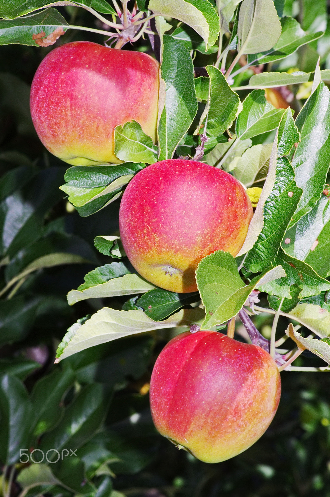 Pentax smc DA 70mm F2.4 AL Limited sample photo. Apple red tree photography