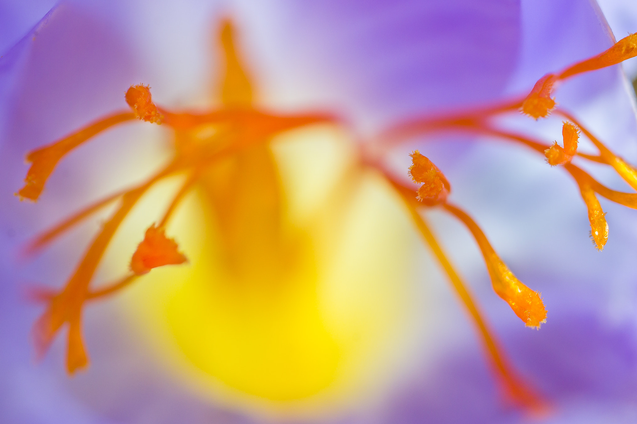 Canon MP-E 65mm F2.5 1-5x Macro Photo sample photo. "safran à fleur nue ii" photography