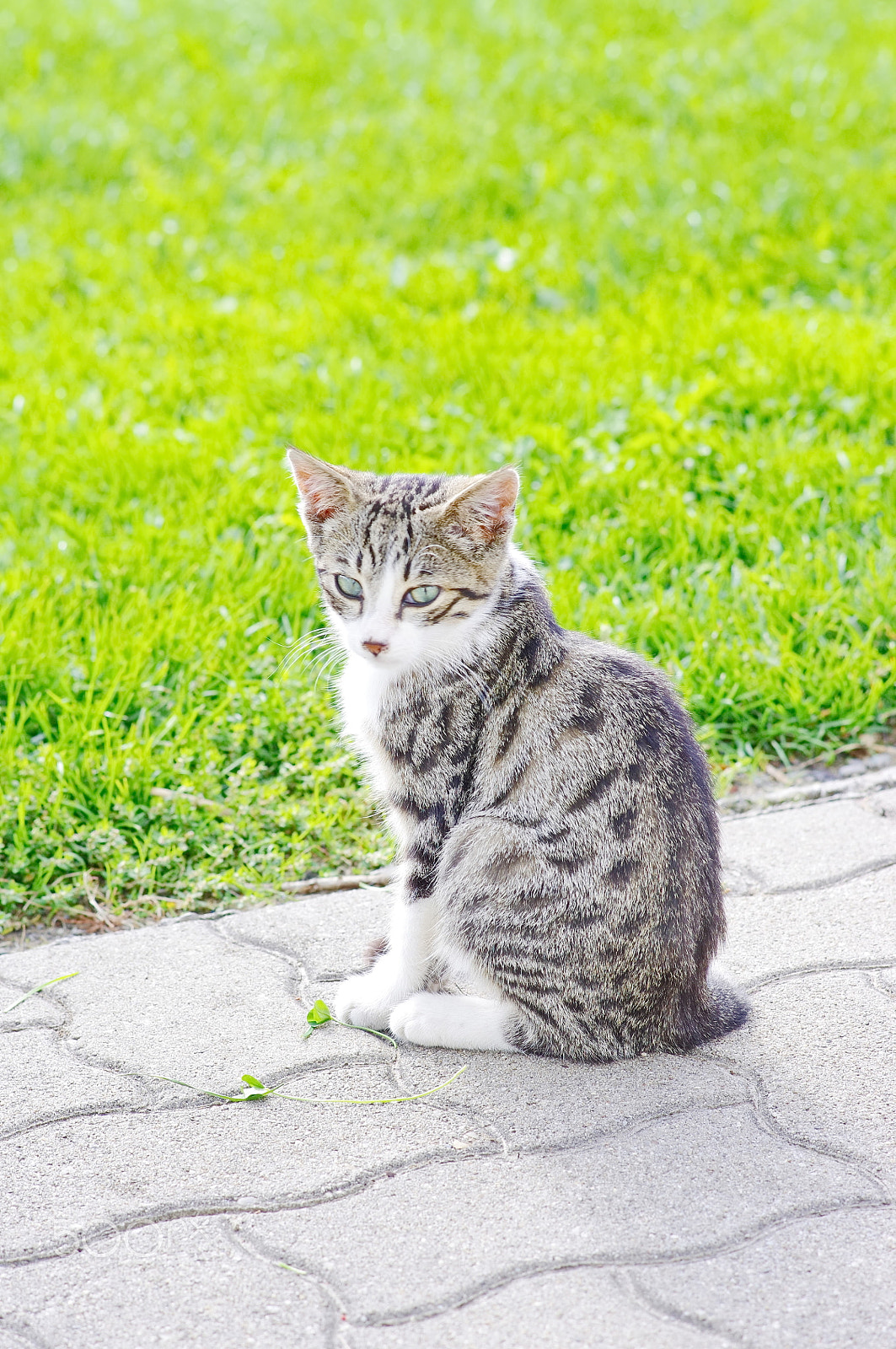 Pentax smc DA 70mm F2.4 AL Limited sample photo. Cat outside photography