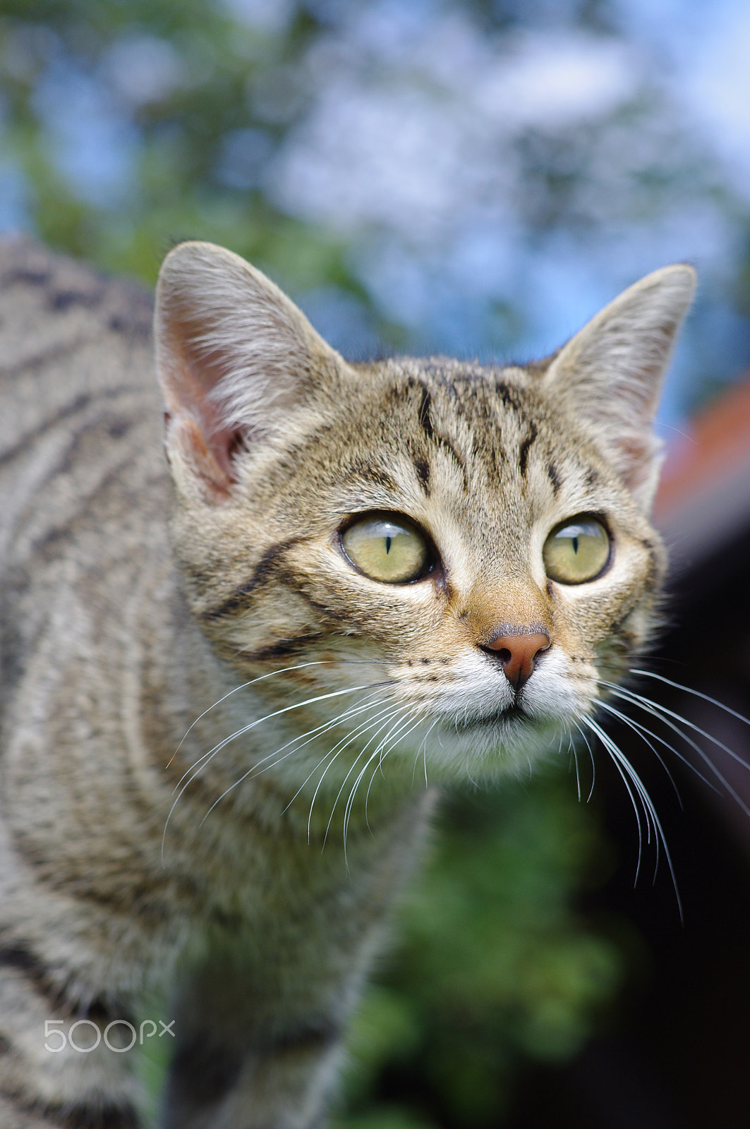 Pentax K-x sample photo. Cat outside photography