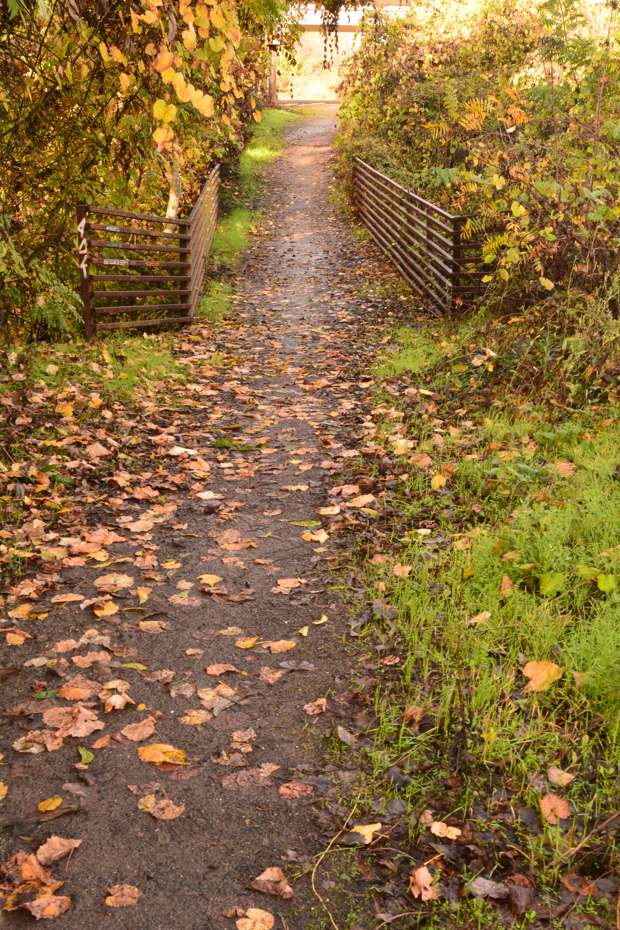 Tamron SP 15-30mm F2.8 Di VC USD sample photo. Fall photography