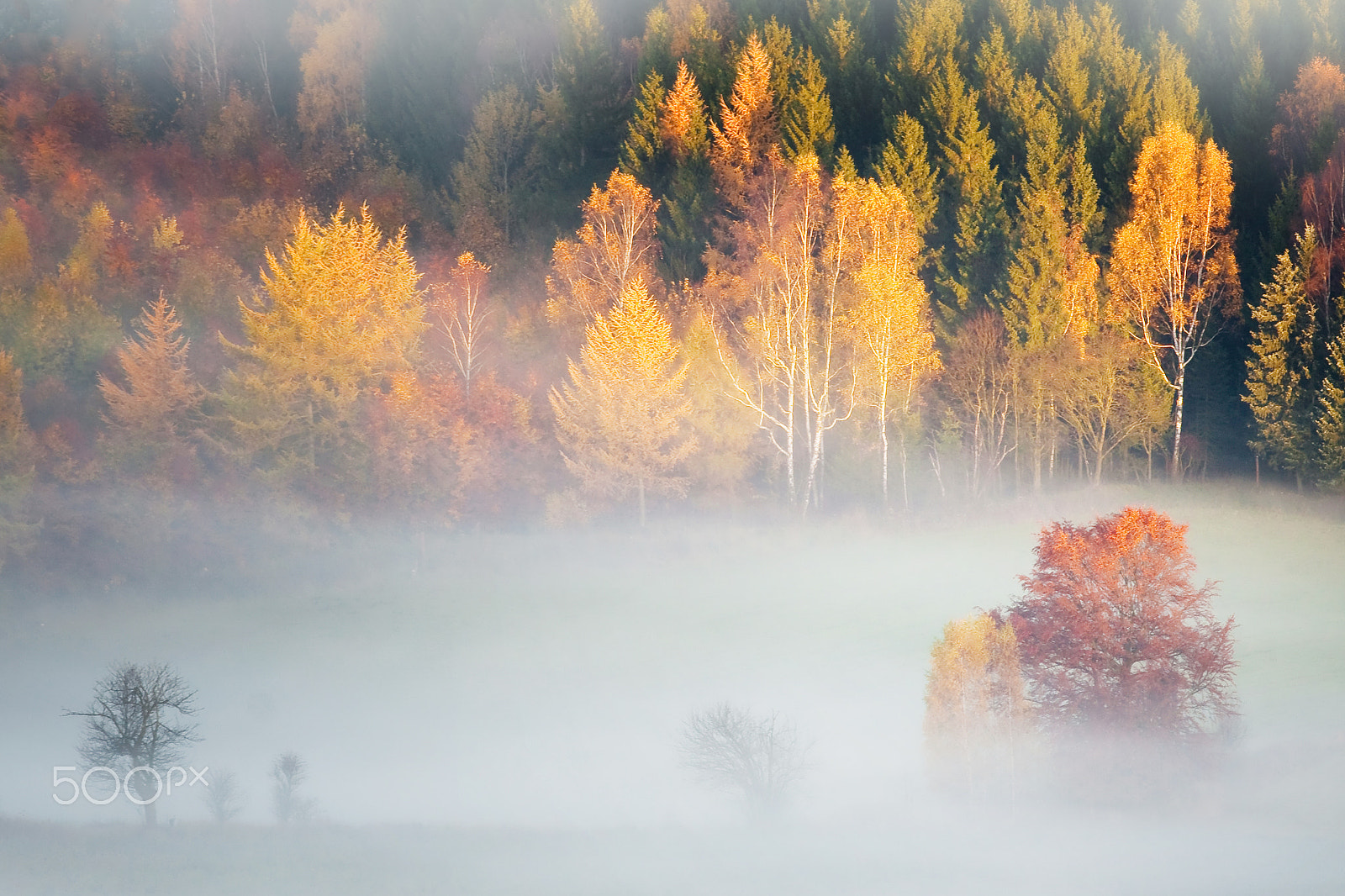 Canon EOS 50D + Canon EF 70-200mm F4L USM sample photo. ...in the fog photography