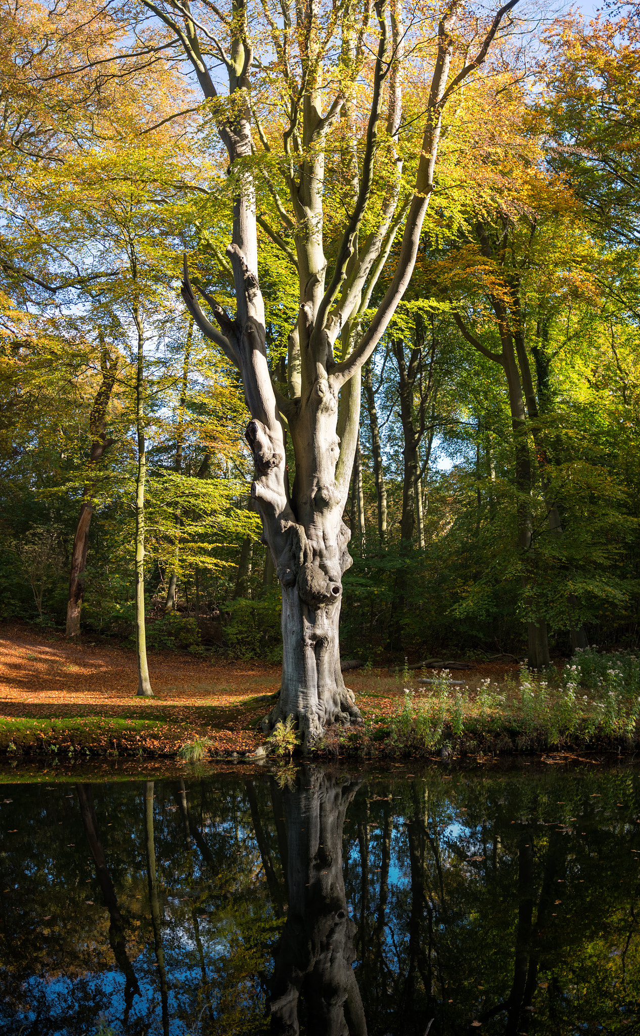 Panasonic Lumix DMC-GX8 + LUMIX G 20/F1.7 II sample photo. Shadows and tall trees photography