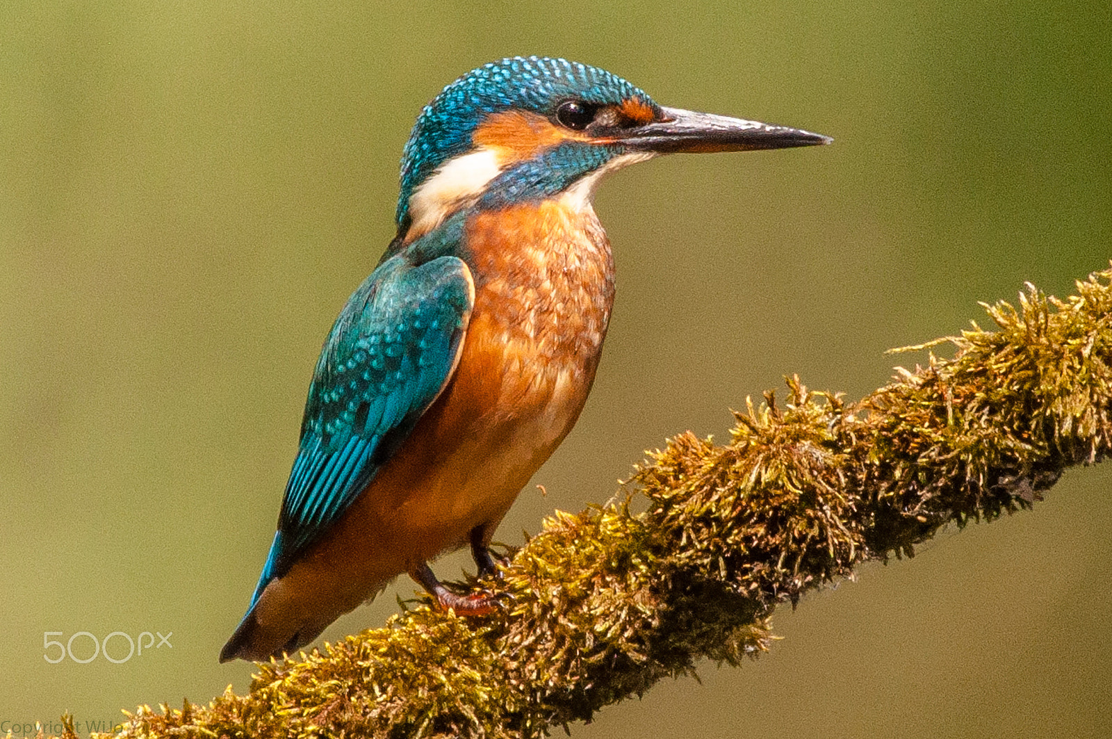Sigma 150-600mm F5-6.3 DG OS HSM | C sample photo. Kingfisher / ijsvogel photography