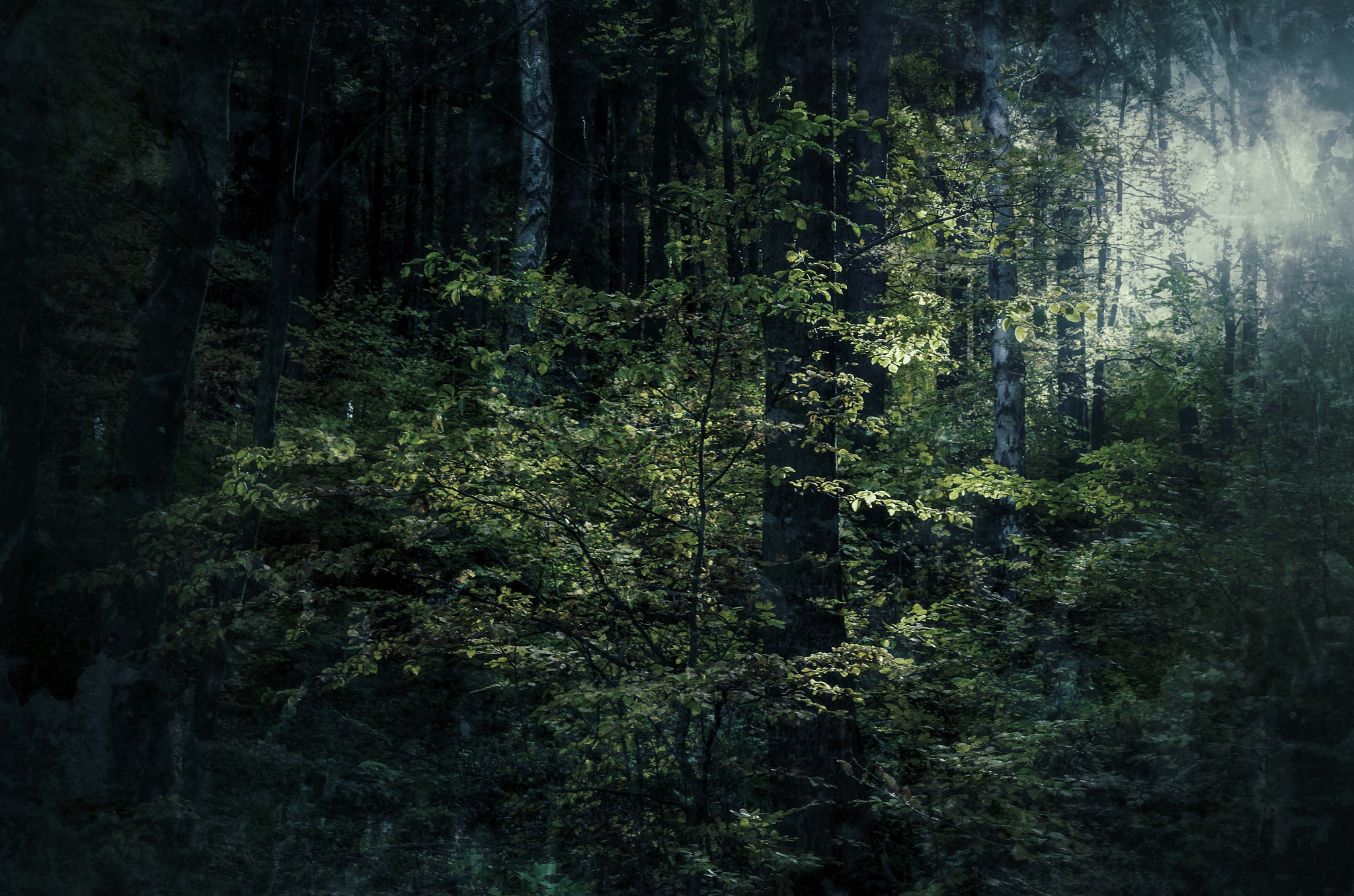 Pentax K-50 + Pentax smc DA 50mm F1.8 sample photo. Magical wood photography