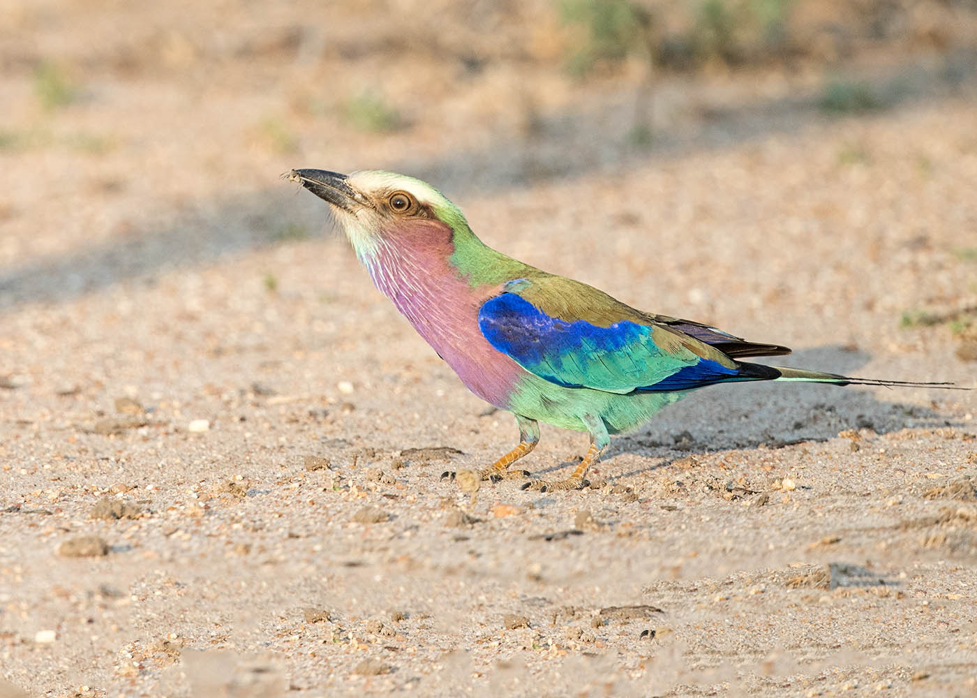 Canon EF 500mm F4L IS II USM sample photo. Lilac breasted roller catching bug photography