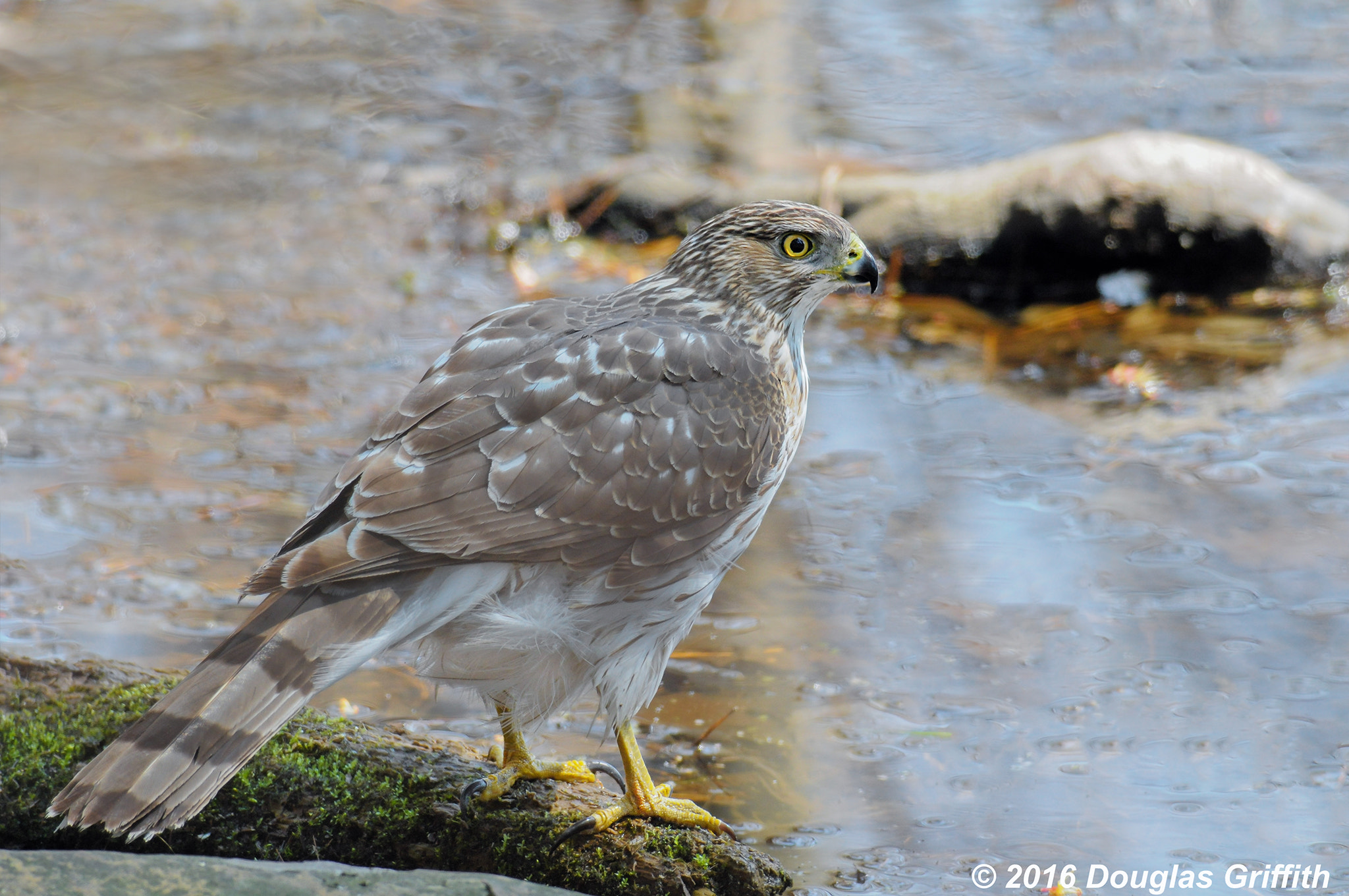 Nikon D500 + Nikon AF-S Nikkor 300mm F4D ED-IF sample photo. Juvenile cooper's hawk (accipiter cooperii) photography