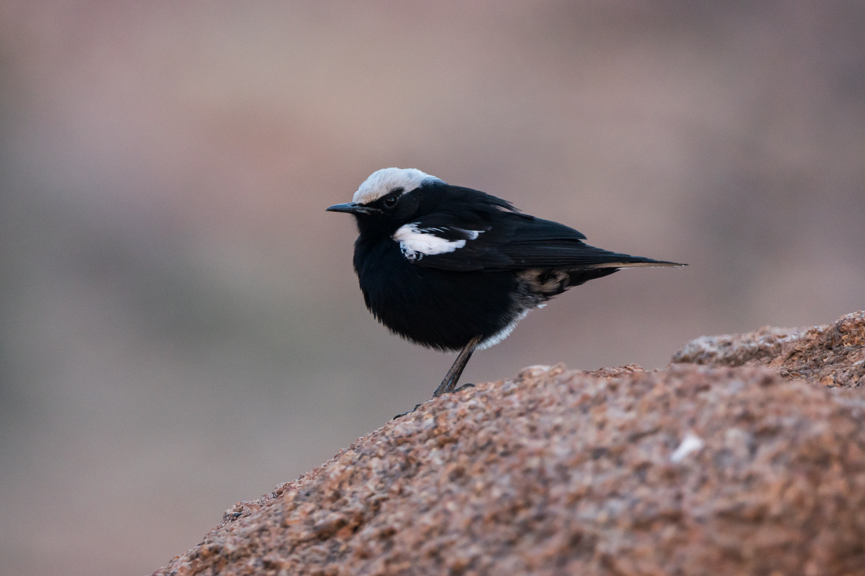 Sony 70-400mm F4-5.6 G SSM II sample photo. Mountain wheatear, namibia photography