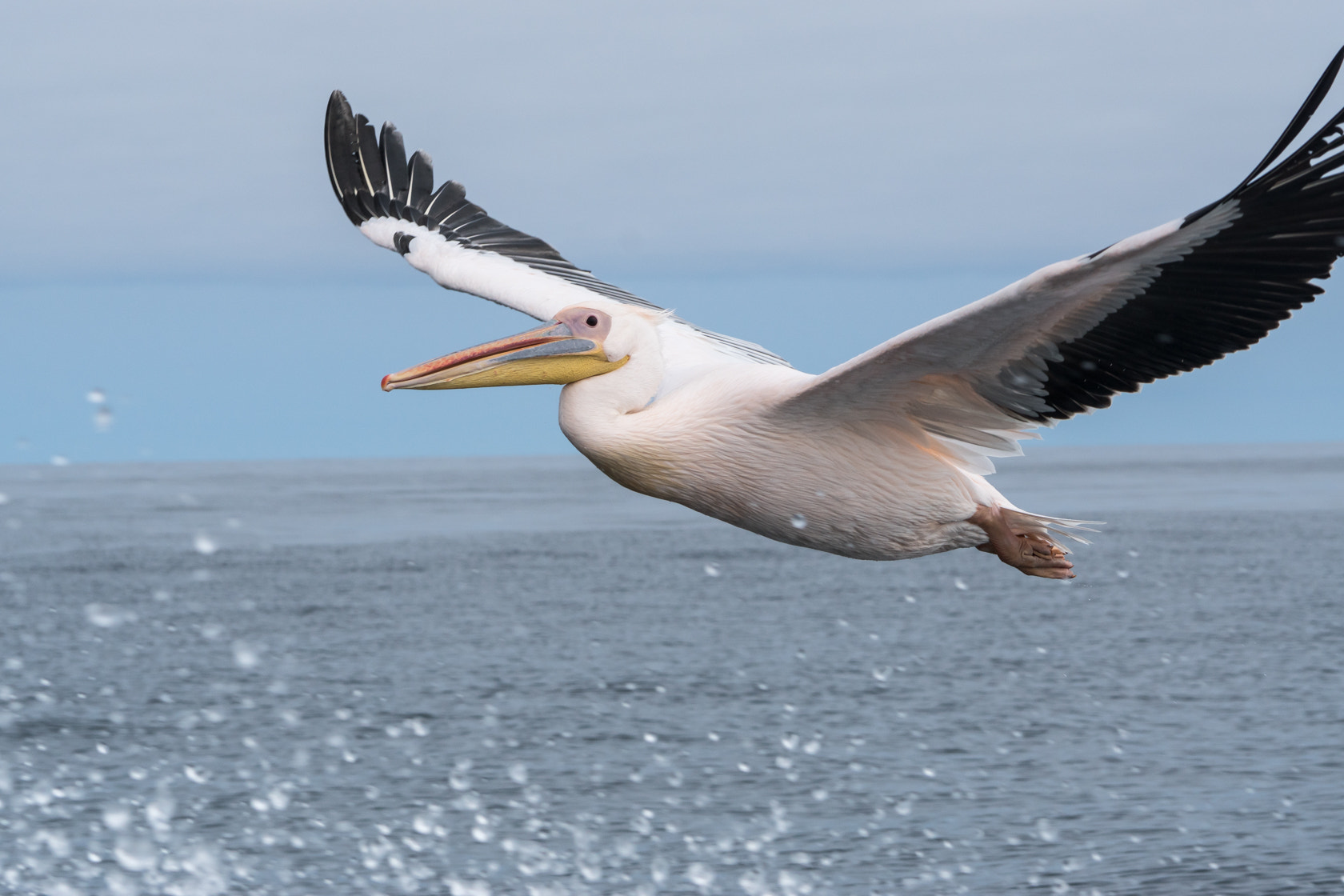 Sony 70-400mm F4-5.6 G SSM II sample photo. Great white pelican, skeleton coast, namibia photography
