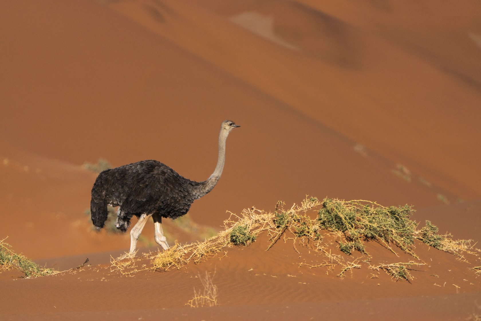 Sony ILCA-77M2 sample photo. Ostrich, sossusvlei, namibia photography