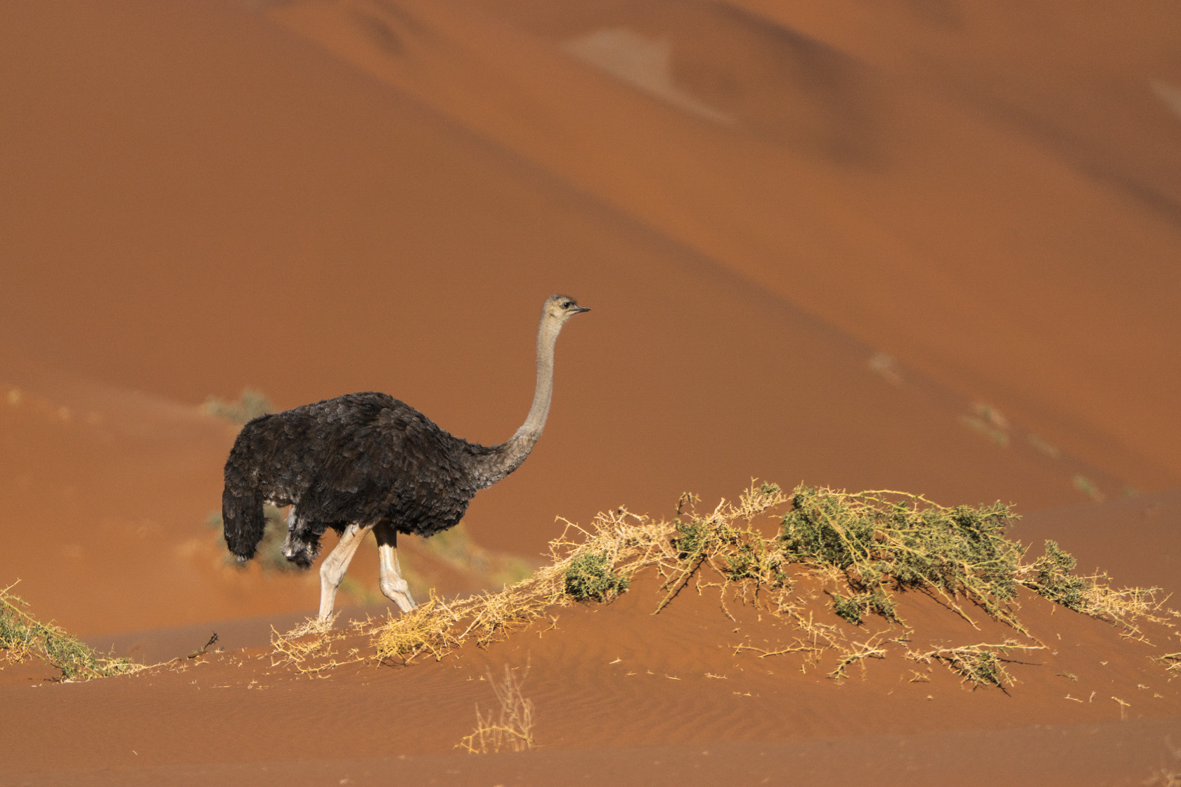 Sony 70-400mm F4-5.6 G SSM II sample photo. Ostrich, sossusvlei, namibia photography