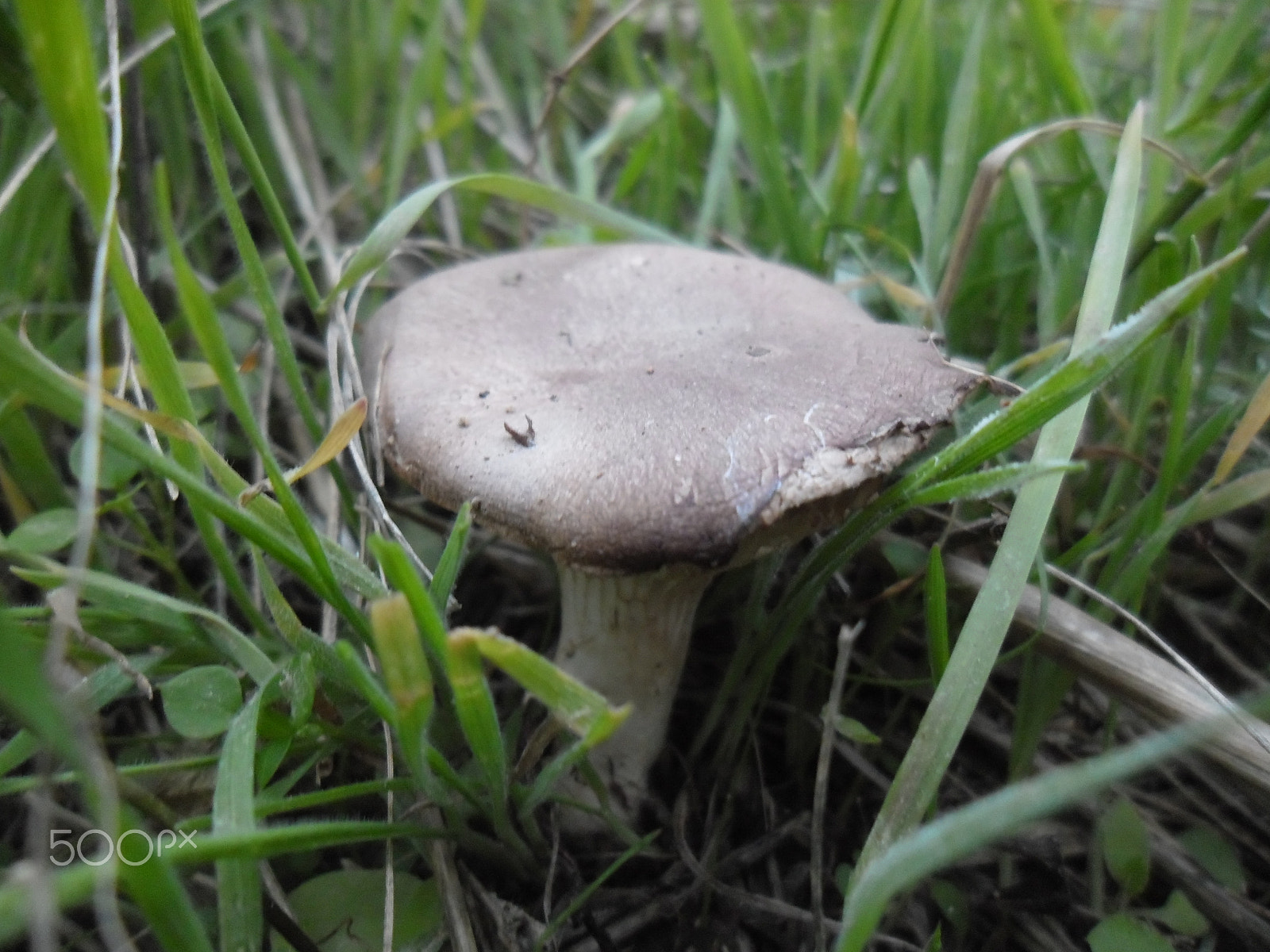 Samsung ES90/ ES91 sample photo. "mushroom"... photography