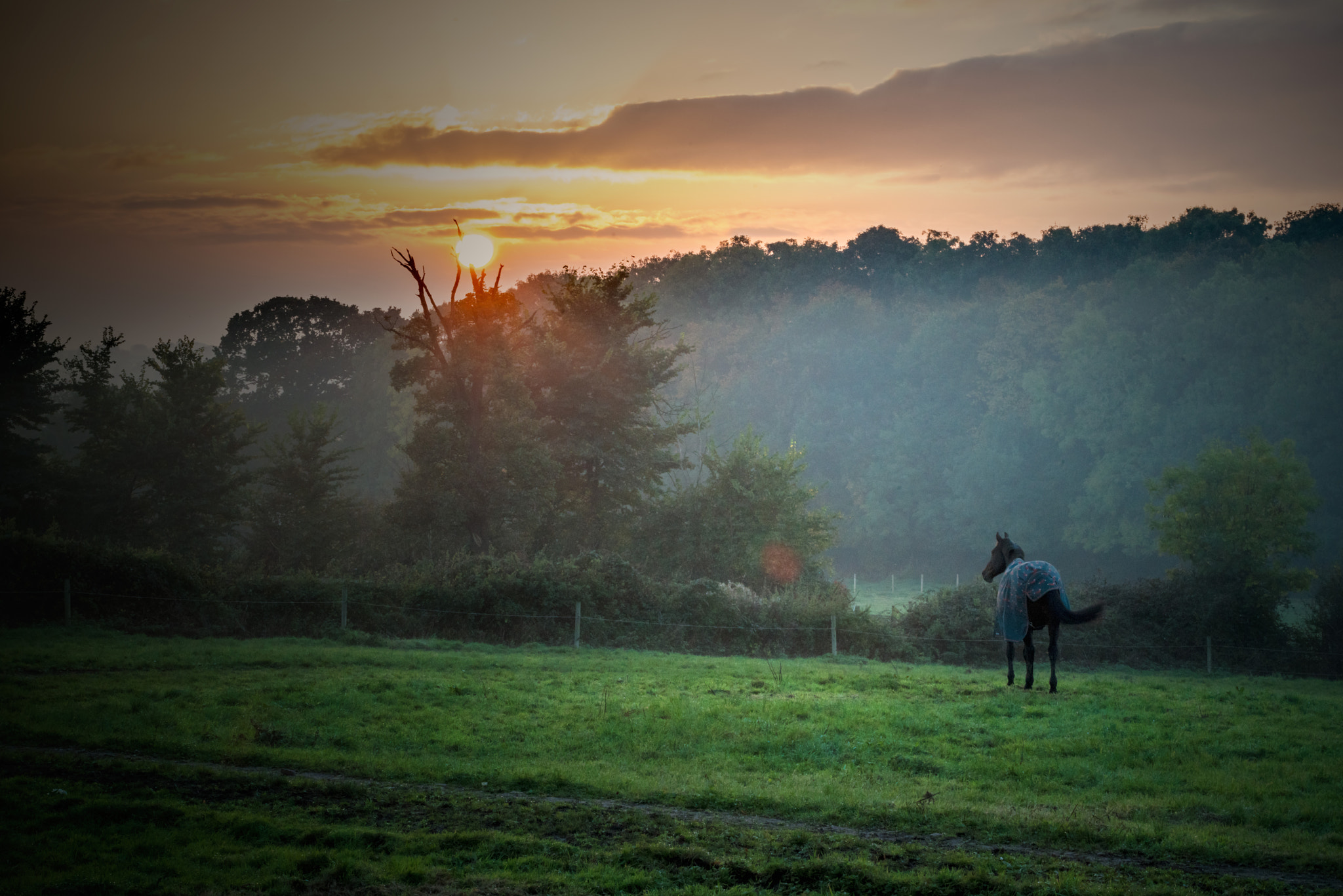 Sony a7R II + Canon EF 100mm F2.8L Macro IS USM sample photo. Sunset with horse photography