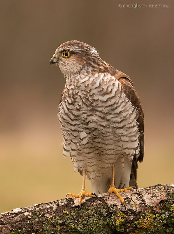Sigma 50-500mm f/4-6.3 APO HSM EX sample photo. Sparrowhawk photography
