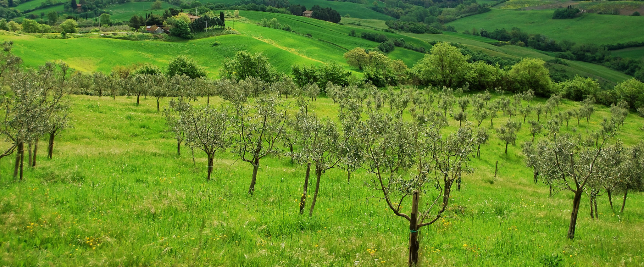 Nikon D60 sample photo. Olives on shades of green photography