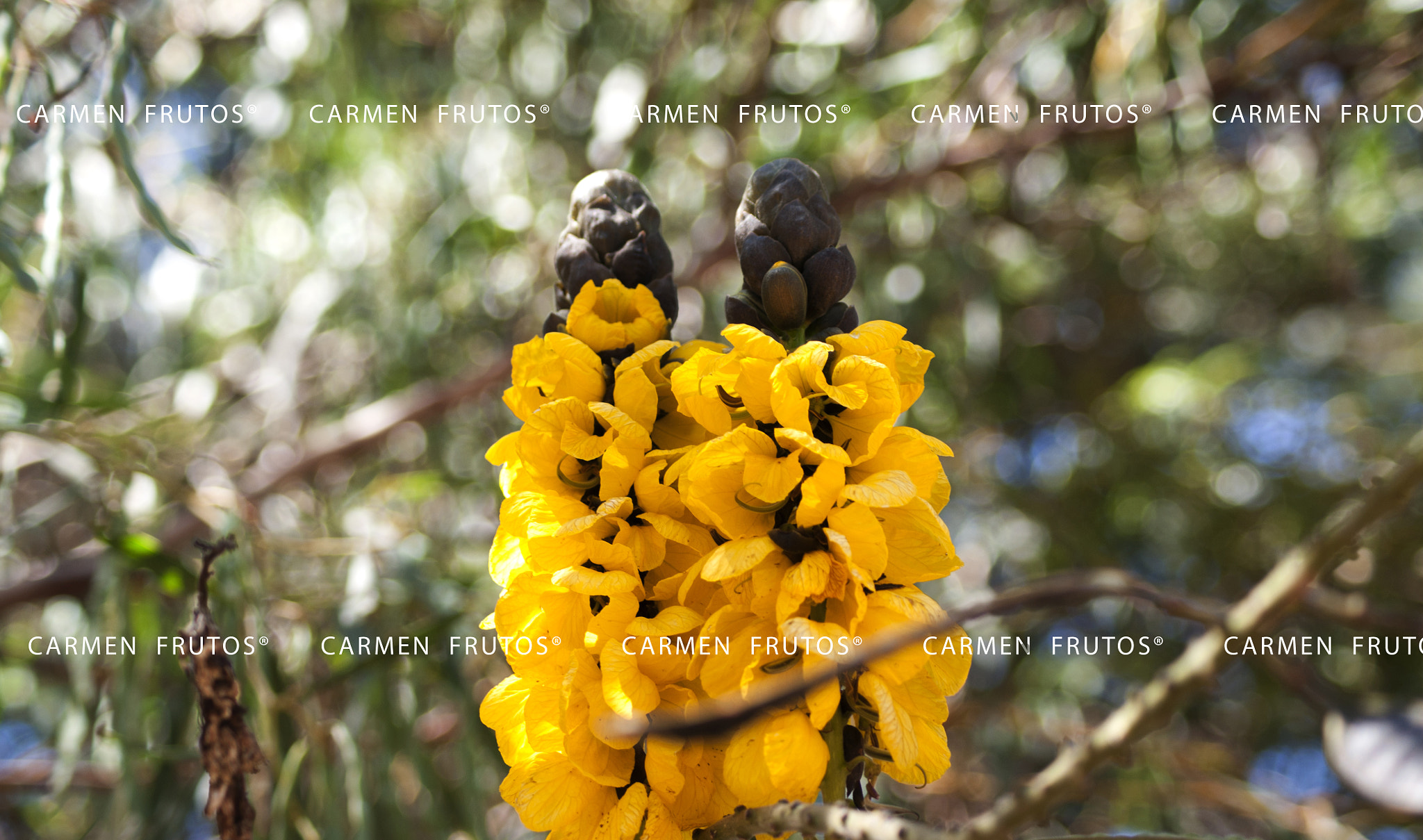 Sony Alpha DSLR-A380 sample photo. Yellow flower photography