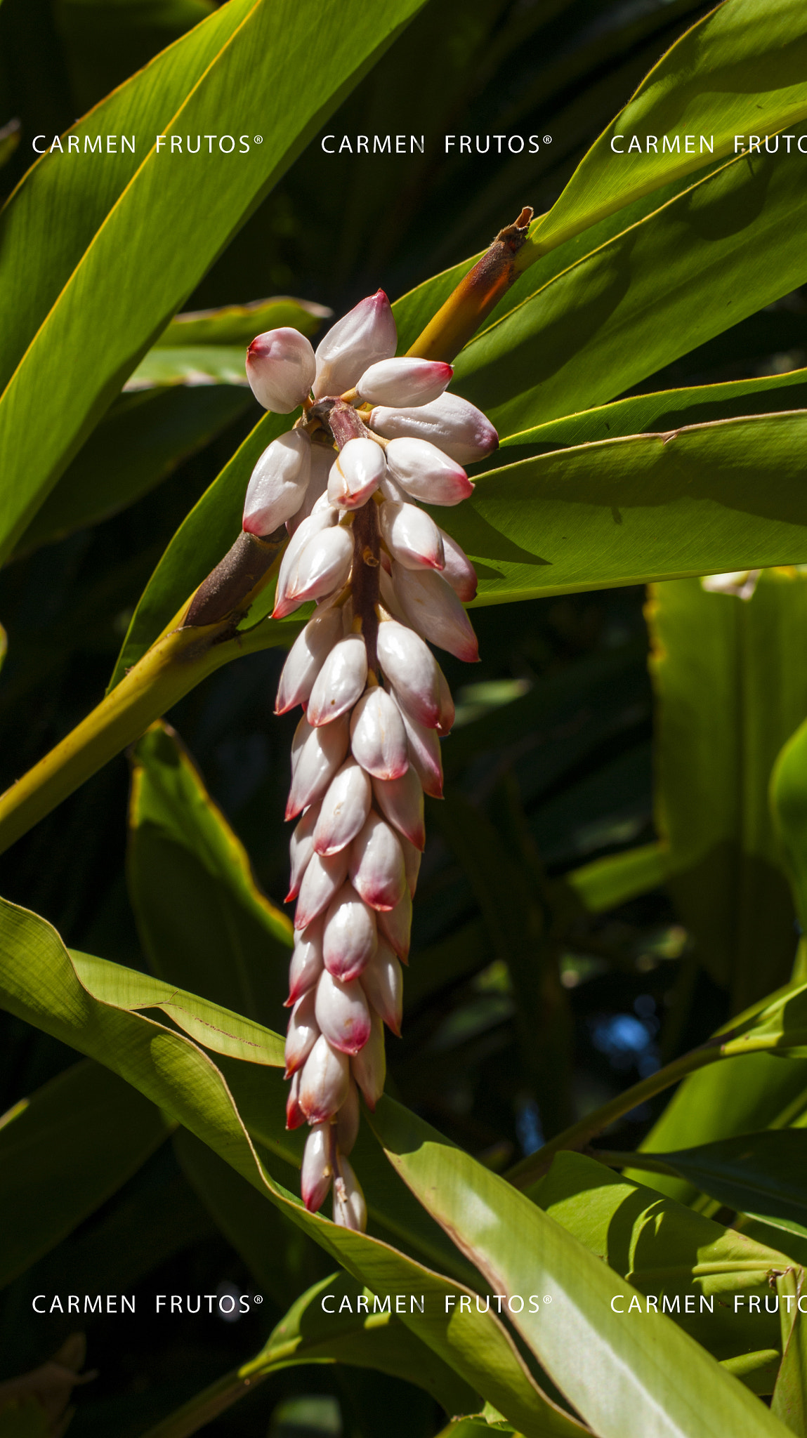 Sony Alpha DSLR-A380 sample photo. Pink flower photography