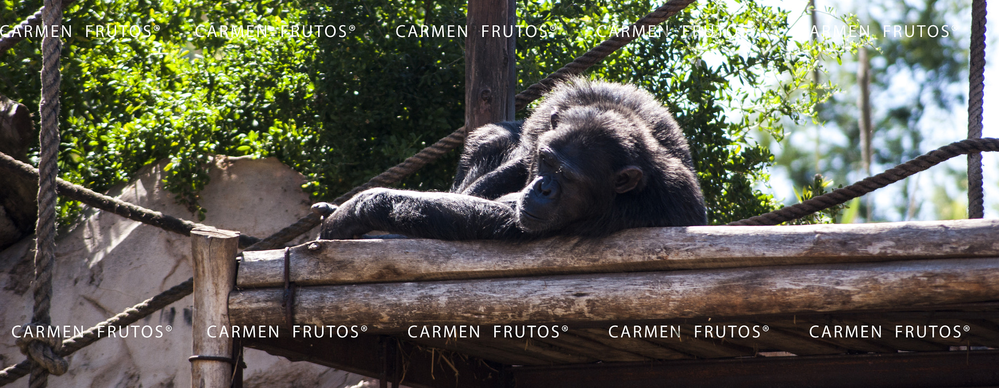 Sony Alpha DSLR-A380 sample photo. Sleeping photography