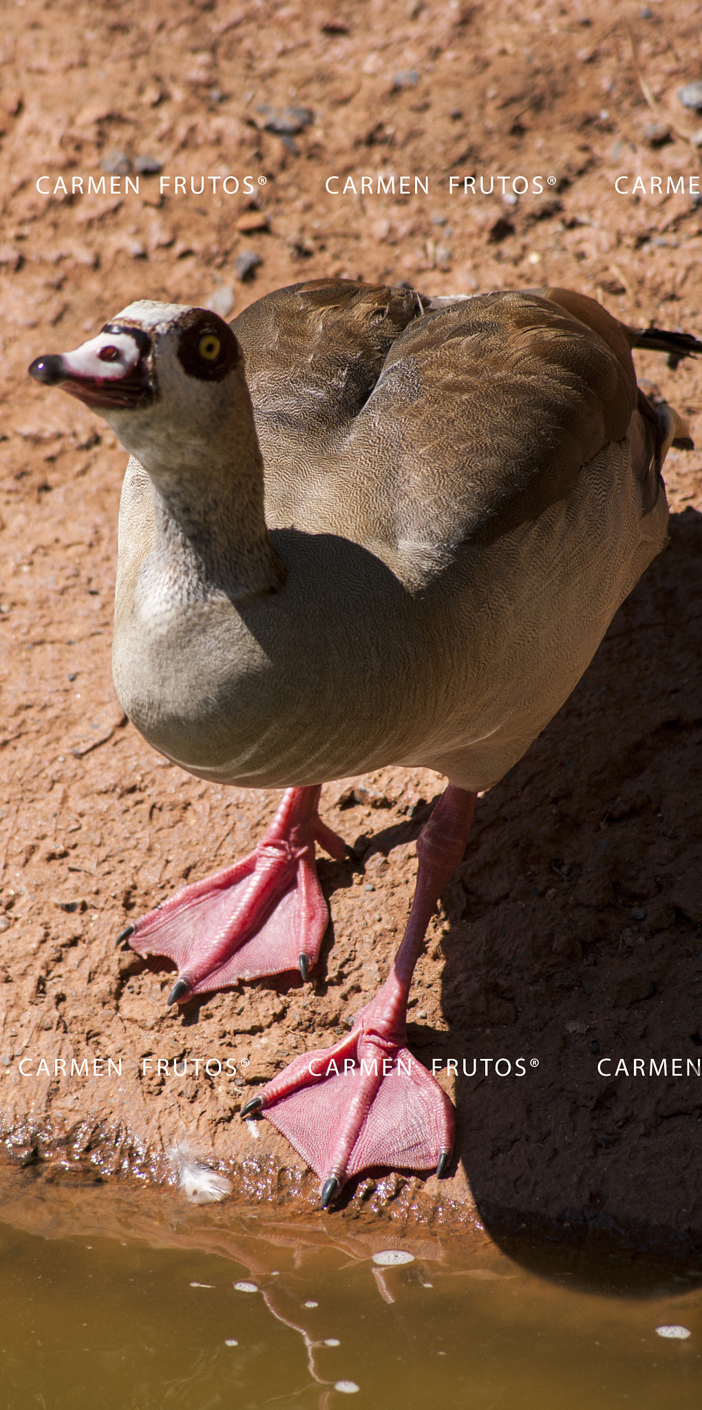 Sony Alpha DSLR-A380 sample photo. Hello duck photography