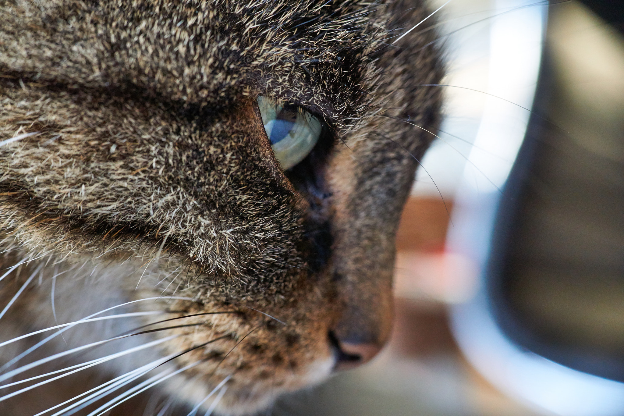 Sigma 30mm F2.8 EX DN sample photo. Daydreaming photography