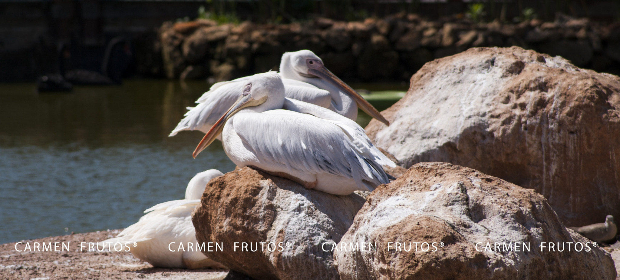 Sony Alpha DSLR-A380 sample photo. Nap photography