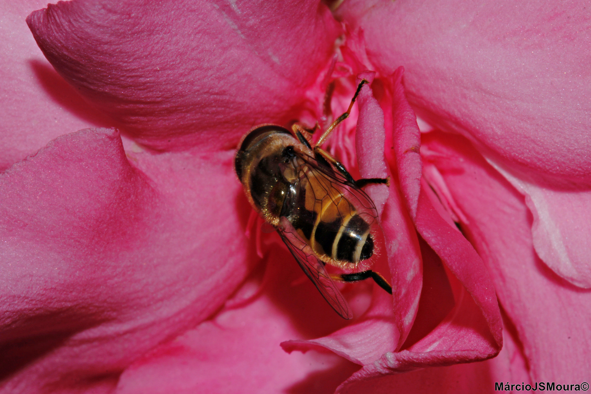 Canon EF 100-400mm F4.5-5.6L IS USM sample photo. Transparente (transparent) photography