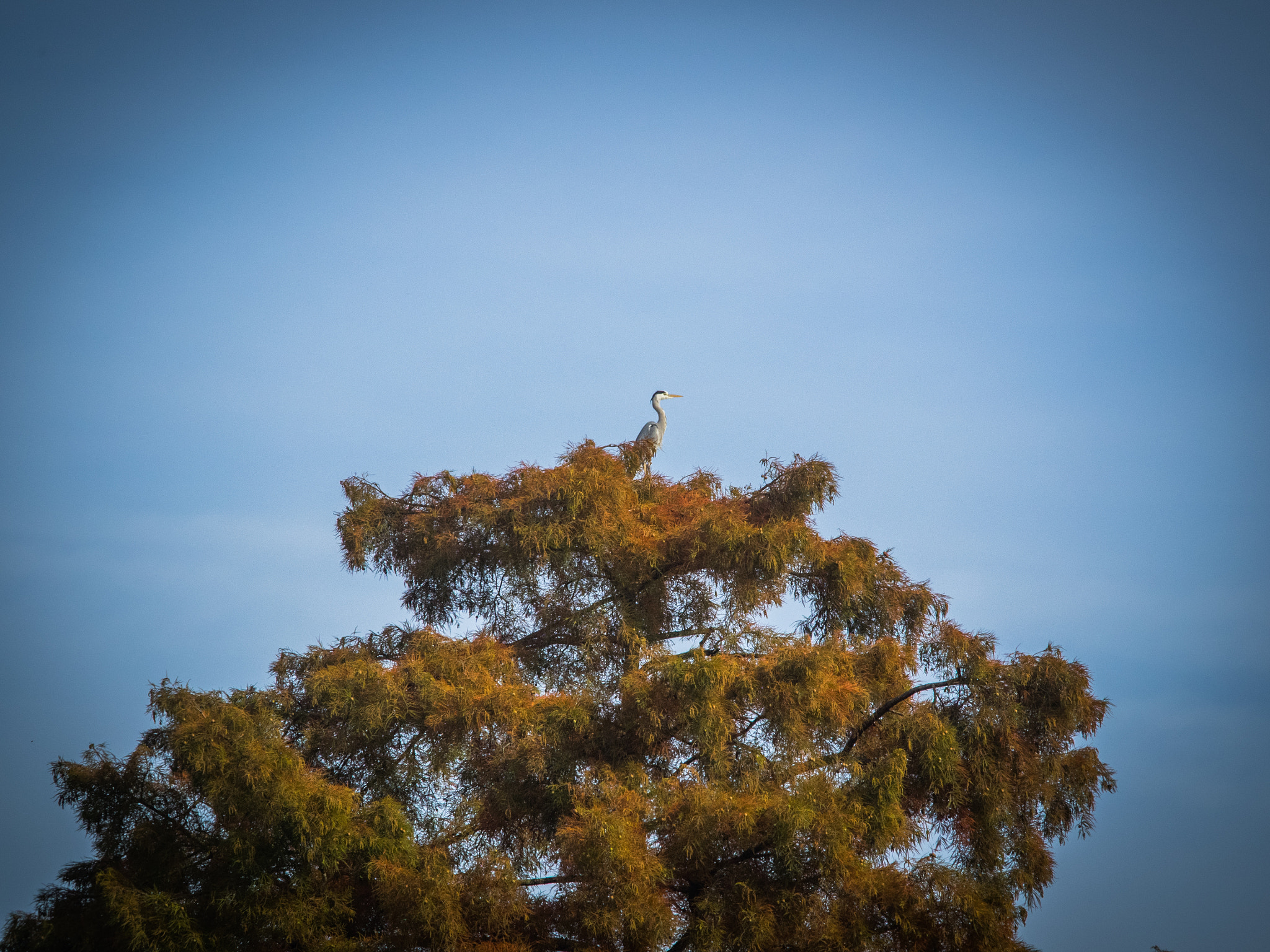 Olympus OM-D E-M1 + Olympus M.Zuiko Digital ED 40-150mm F2.8 Pro sample photo. Heron photography