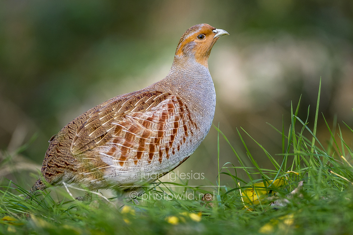 Nikon AF-S Nikkor 300mm F2.8G ED VR II sample photo. Grey partridge (perdix perdix) photography