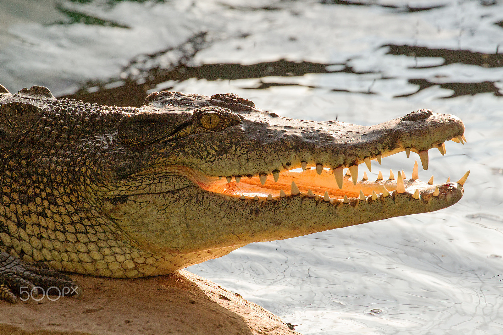 Canon EF 70-300mm F4-5.6L IS USM sample photo. Nile crocodile mouth open photography