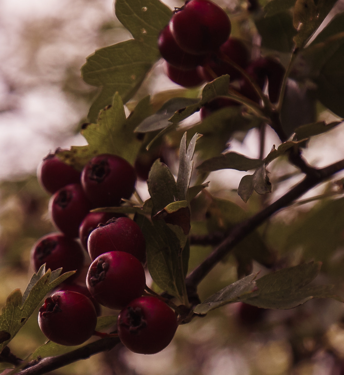 Tamron 18-270mm F3.5-6.3 Di II PZD sample photo