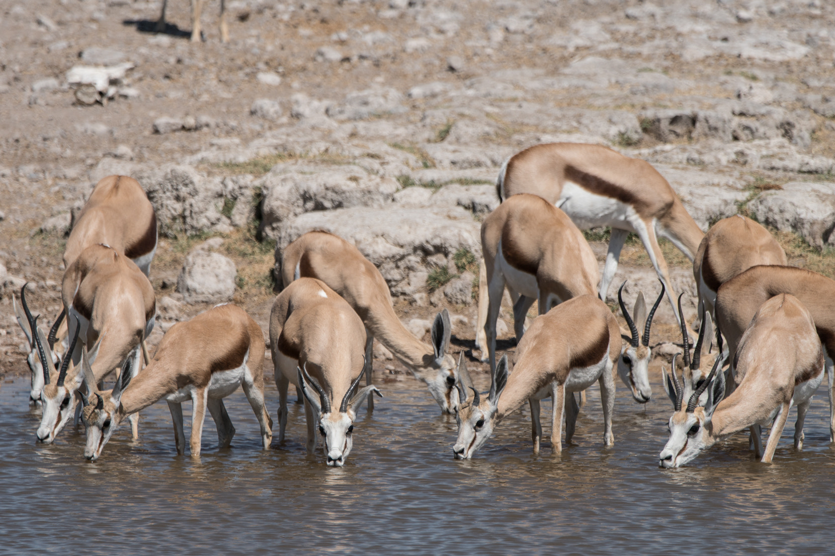 Sony a6300 + Sony 70-400mm F4-5.6 G SSM II sample photo. Springbok, etosha, namibia photography