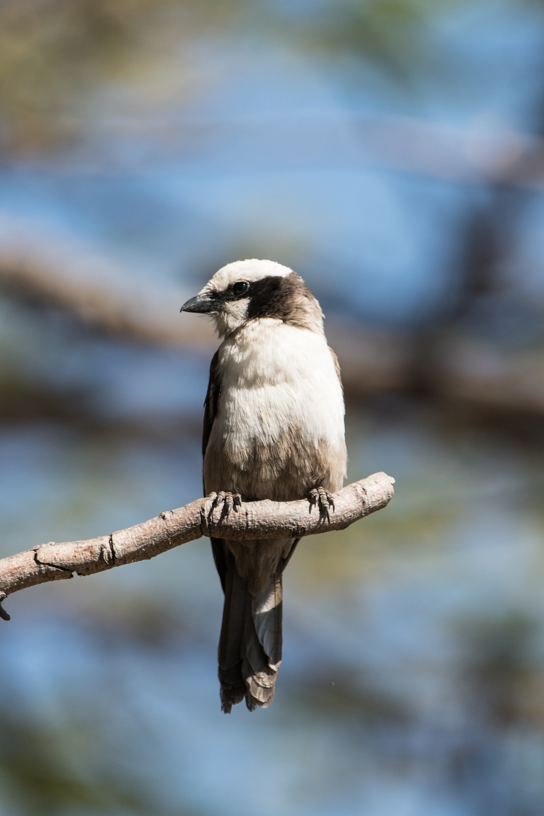 Sony 70-400mm F4-5.6 G SSM II sample photo. Southern white-crowned shrike, namibia photography
