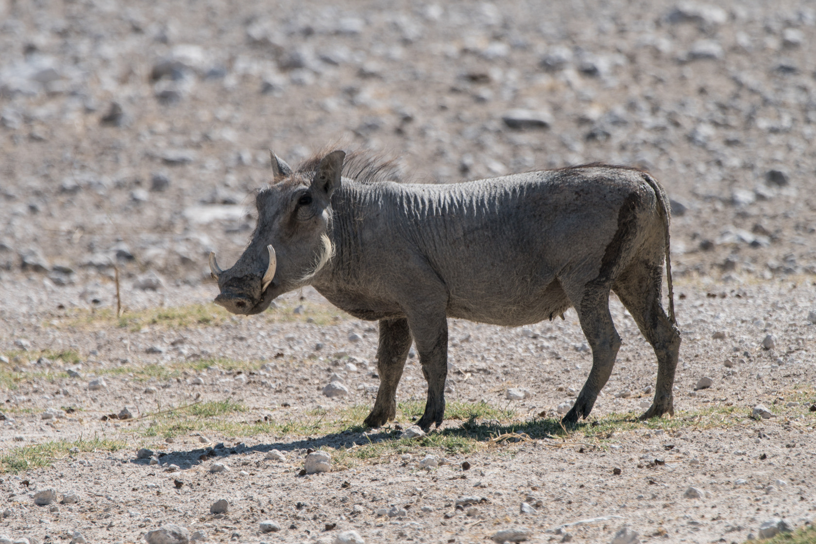 Sony a6300 + Sony 70-400mm F4-5.6 G SSM II sample photo. Warthog,namibia photography