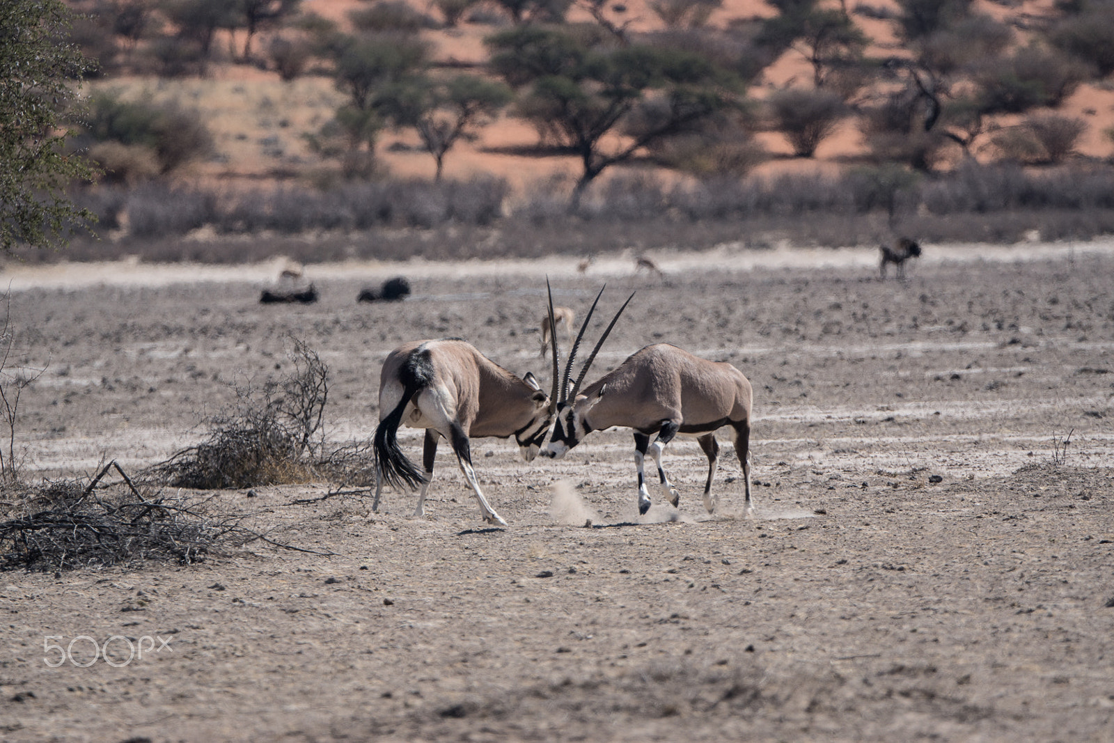 Sony ILCA-77M2 + Sony 70-400mm F4-5.6 G SSM II sample photo. Fighting oryx, namibia photography