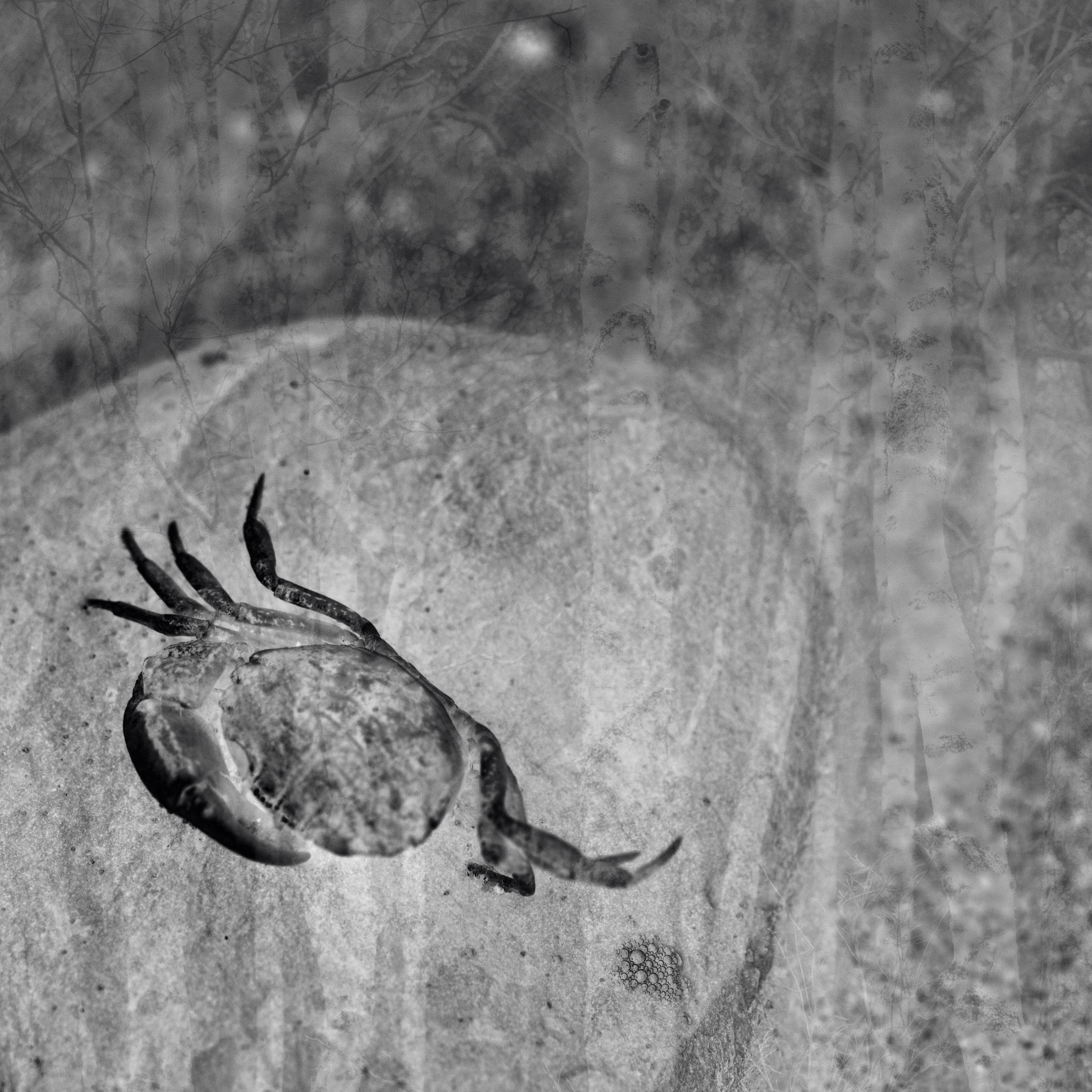 Samyang 35mm F1.4 AS UMC sample photo. Devourer of stones in the woods photography