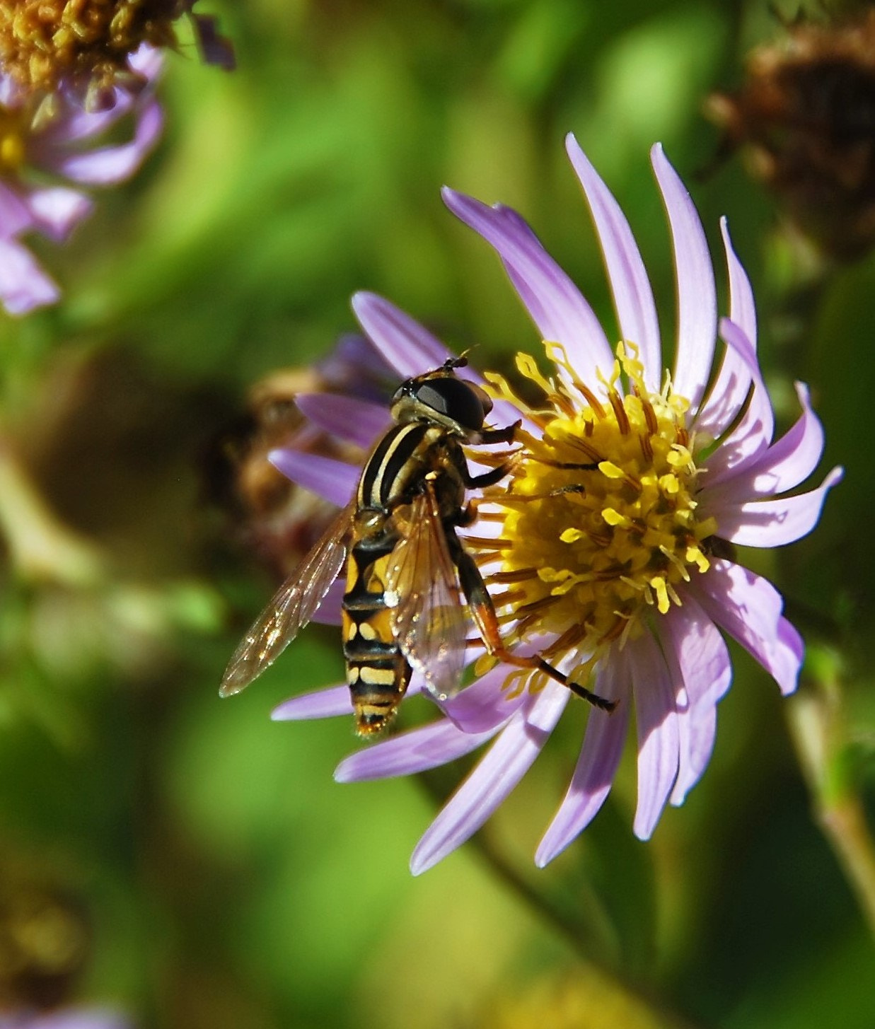 Nikon D60 sample photo. Autumn european hoverfly photography