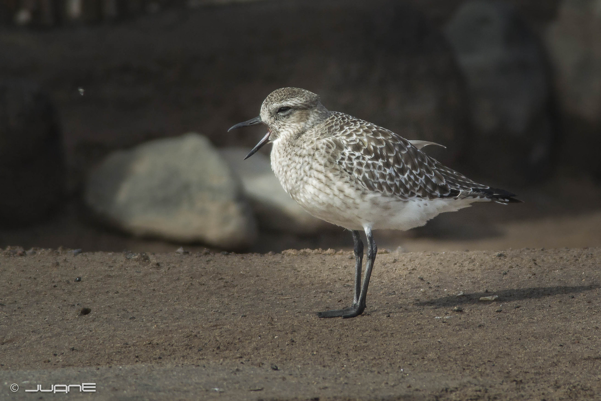 Nikon 1 V2 sample photo. Chorlito gris (pluvialis squatarola) photography