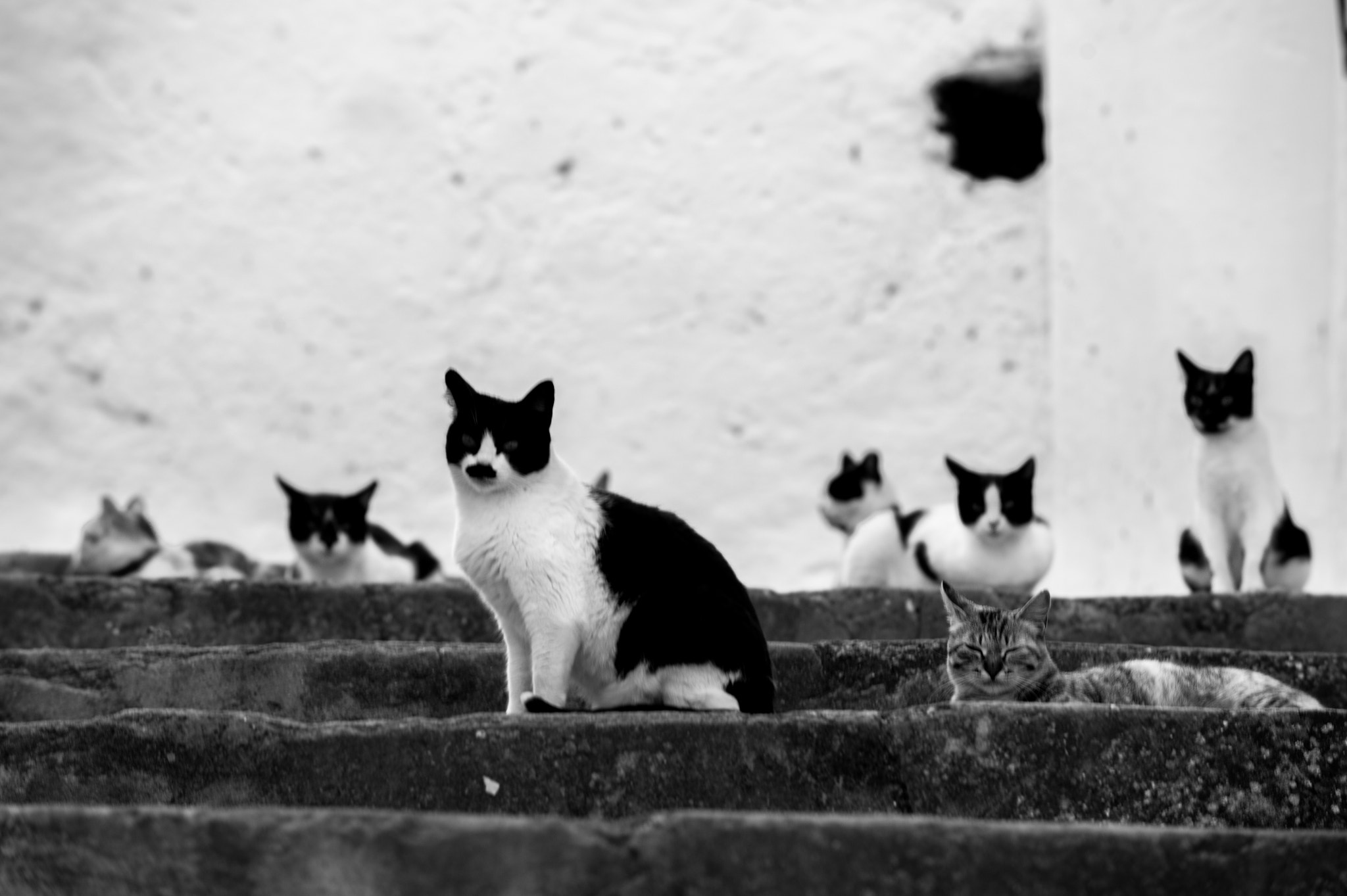 AF-S Zoom-Nikkor 80-200mm f/2.8D IF-ED sample photo. Cats photography
