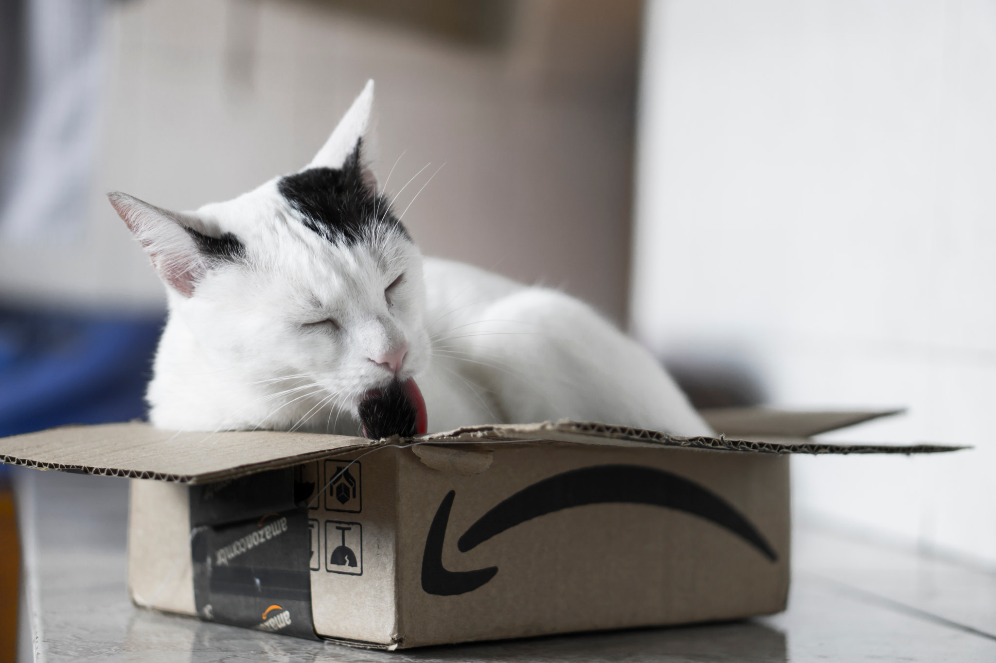 Sony a5100 + E 50mm F1.8 OSS sample photo. Cat in a box photography