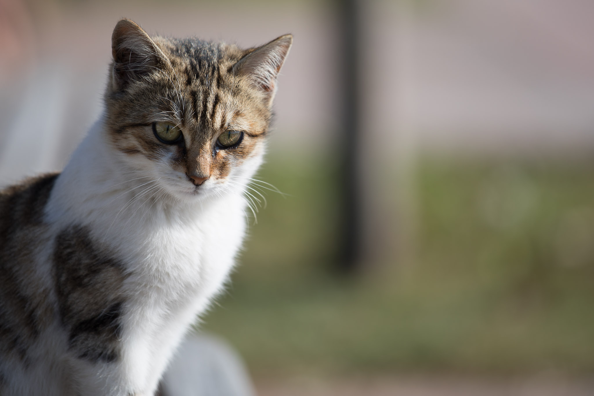 Canon EF 70-200mm F4L IS USM sample photo. Cat photography
