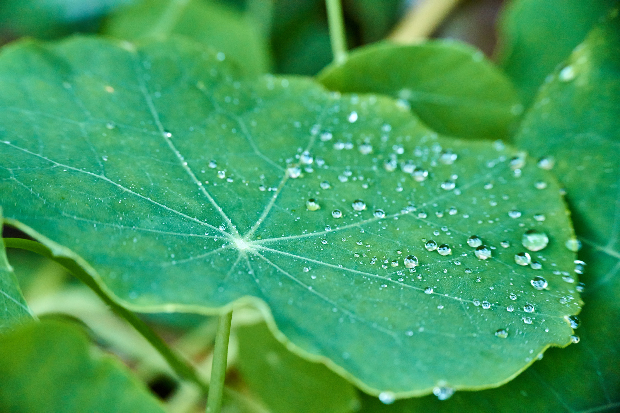Sony a6000 + Sigma 30mm F2.8 EX DN sample photo. Drops on a leaf photography