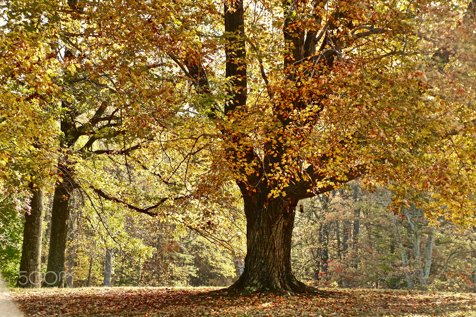 Sigma 18-250mm F3.5-6.3 DC OS HSM sample photo. Tree of new life photography